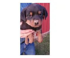 5 Rottweiler puppies available - 4
