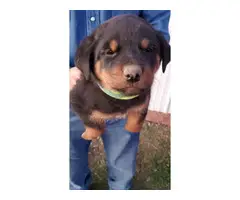 5 Rottweiler puppies available - 5