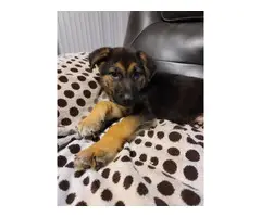 6 German shepherd puppies for adoption - 3
