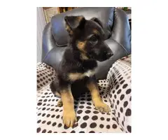 6 German shepherd puppies for adoption - 4