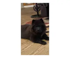 2 Full-blooded Chow Puppies for Sale - 2