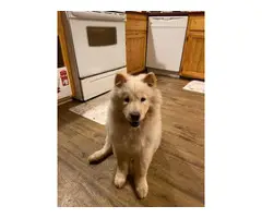 2 Full-blooded Chow Puppies for Sale - 3