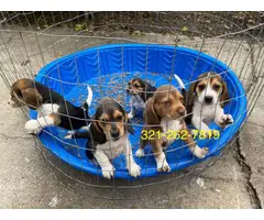 Beagle puppies 3 boys and 2 girls