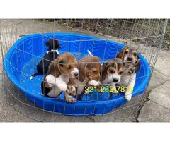 Beagle puppies 3 boys and 2 girls - 2