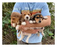 Beagle puppies 3 boys and 2 girls - 3
