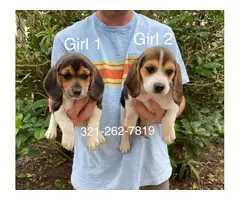 Beagle puppies 3 boys and 2 girls - 4