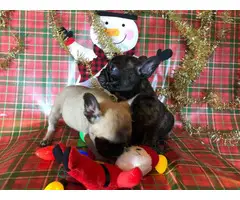 2 Super cute French bulldog puppies for sale