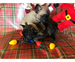 2 Super cute French bulldog puppies for sale - 2