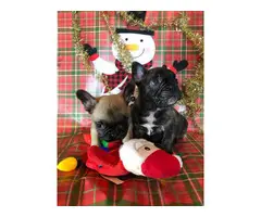 2 Super cute French bulldog puppies for sale - 3