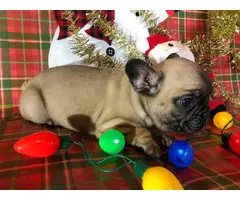 2 Super cute French bulldog puppies for sale - 4