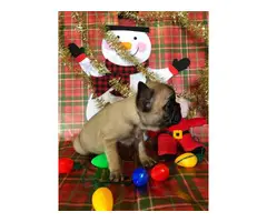 2 Super cute French bulldog puppies for sale - 5