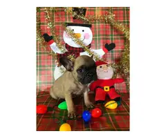 2 Super cute French bulldog puppies for sale - 6