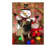 2 Super cute French bulldog puppies for sale - 7