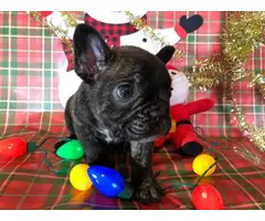2 Super cute French bulldog puppies for sale - 8