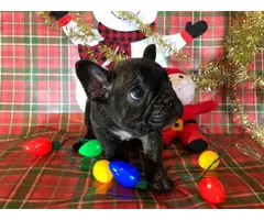2 Super cute French bulldog puppies for sale - 9
