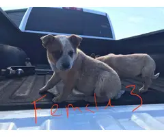 6 Heelers puppies for sale - 5