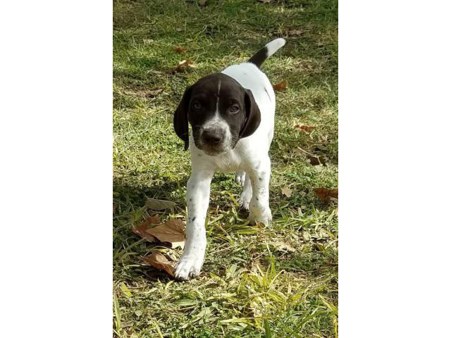 49 Best Pictures Female German Shorthaired Pointer Puppies For Sale Near Me - German Shorthaired Pointer in Uvalde, Texas - Puppies for ...