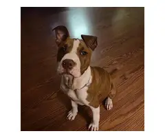 4 month old male pitbull puppy - 5