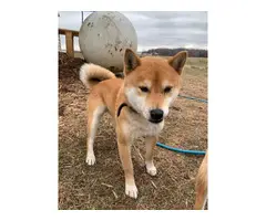 4 Shiba inu puppies available - 6