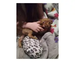 Adorable Chihuahua Puppy - 2