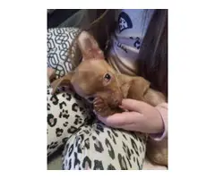 Adorable Chihuahua Puppy - 5
