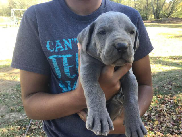 AKC harlequin and blue Great Dane puppies in Texarkana ...