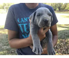 AKC harlequin and blue Great Dane puppies