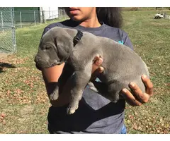AKC harlequin and blue Great Dane puppies - 2