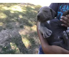 AKC harlequin and blue Great Dane puppies - 3