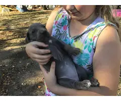 AKC harlequin and blue Great Dane puppies - 4