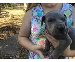 AKC harlequin and blue Great Dane puppies - 5