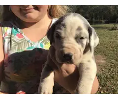 AKC harlequin and blue Great Dane puppies - 6