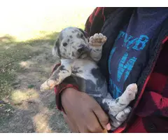 AKC harlequin and blue Great Dane puppies - 7