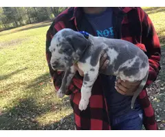AKC harlequin and blue Great Dane puppies - 8