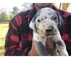 AKC harlequin and blue Great Dane puppies - 9