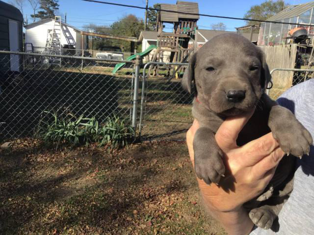 AKC harlequin and blue Great Dane puppies in Texarkana ...