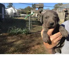 AKC harlequin and blue Great Dane puppies - 12