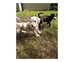 2 Louisiana Catahoula puppies