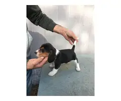 3 male and 2 female fullblooded Beagle puppies for sale - 4