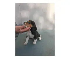 3 male and 2 female fullblooded Beagle puppies for sale - 6