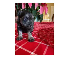Mini Schnauzer puppies for Christmas - 6