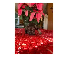 Mini Schnauzer puppies for Christmas - 7