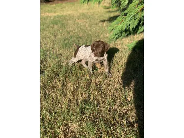 10 weeks old registered GSP puppy for sale - 7/7