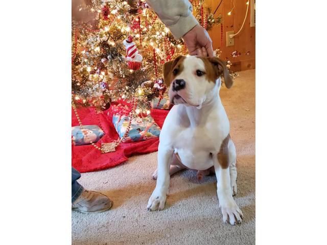 NKC American Bulldog standard male puppy in Coyville ...