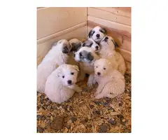 6 Purebred Pyrenees puppies for sale