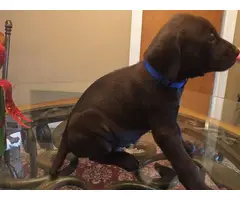 5 AKC registered Shorthaired Pointer puppies for sale - 3