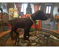 5 AKC registered Shorthaired Pointer puppies for sale - 4