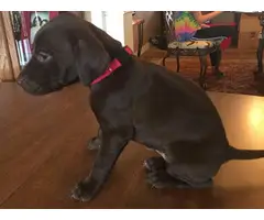 5 AKC registered Shorthaired Pointer puppies for sale - 5
