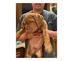 10 weeks old Dogue bordoeux puppies ready for Christmas - 2