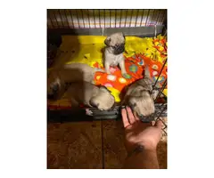 4 Pug puppies needing new homes